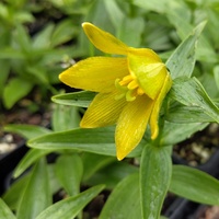 Fritillaria camschatcensis 'Aurea'